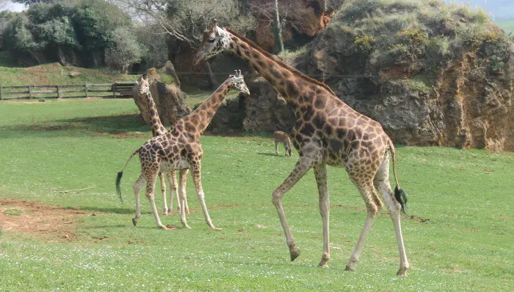 Jirafas del Parque de la Naturaleza de Cab&aacute;rceno