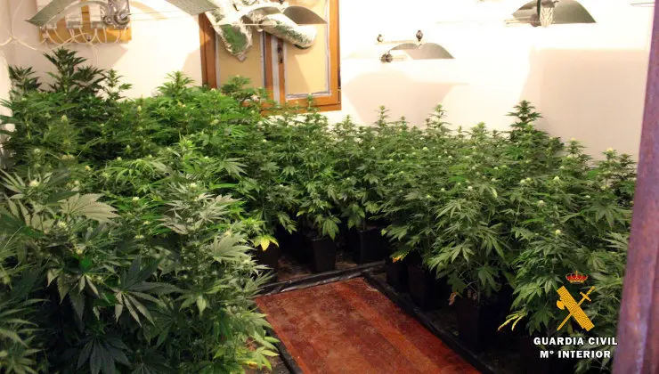 Plantaci&oacute;n descubierta en Suances