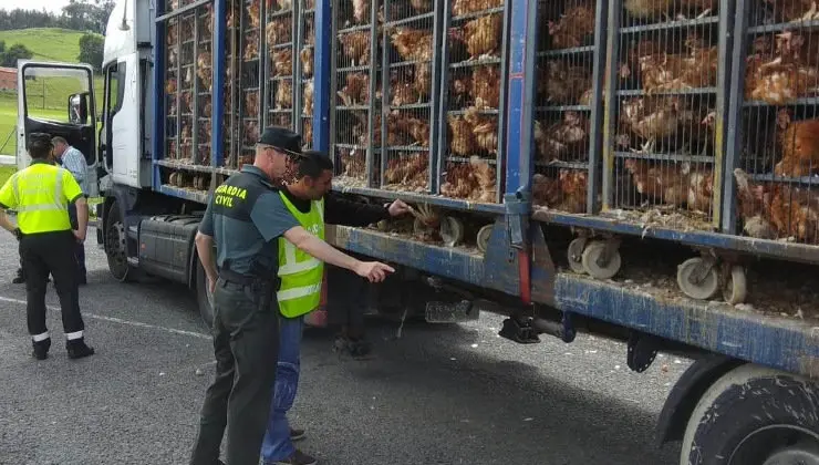 Agentes de la Guardia Civil inspeccionan el cami&oacute;n que transportaba 8.000 gallinas en Hoznayo