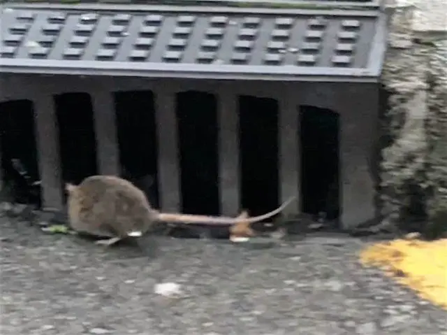 PP denuncia que las ratas %22campan a sus anchas%22 y exige una batida