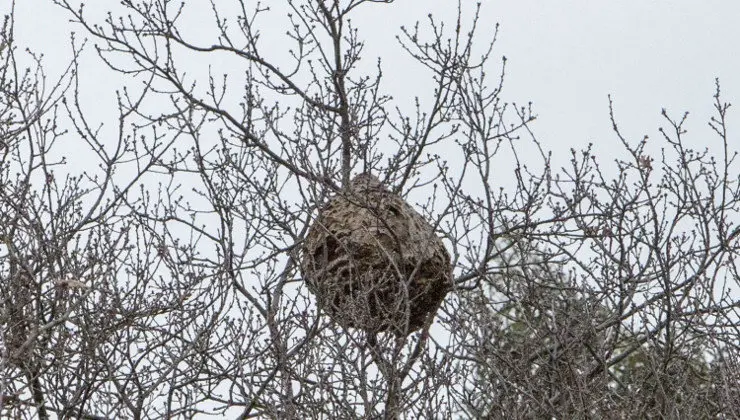 Nido de avispa asi&aacute;tica