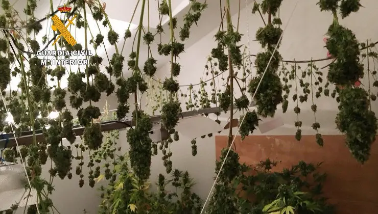 Plantaci&oacute;n de mairhuana desmantelada en San Miguel de Meruelo