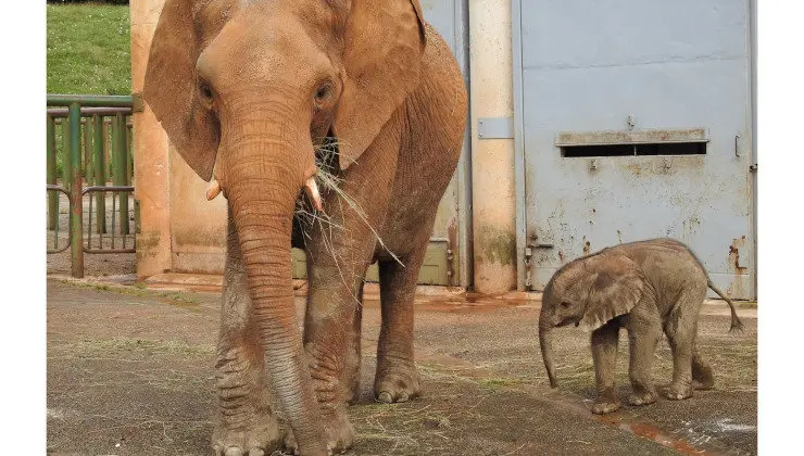 Elefante africano en Cab&aacute;rceno