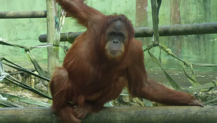 La-orangutana-Victoria