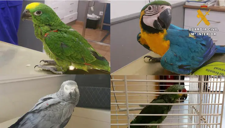 P&aacute;jaros-ex&oacute;ticos-en-peligro