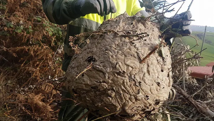 Avispas-asi&aacute;ticas