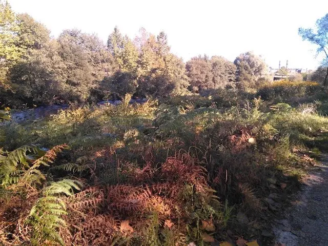 denuncia %22el abandono%22 de las %22pocas%22 zonas verdes de la ciudad