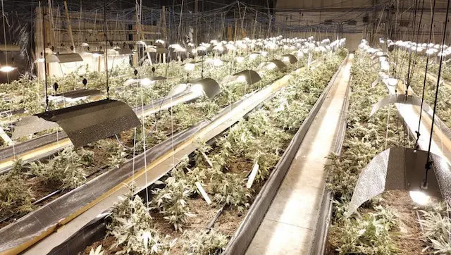 Imagen de la plantaci&oacute;n de marihuana desmantelada en San Vicente de Toranzo