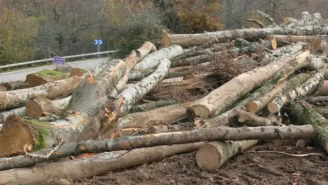 Tala de hayas en el parque Saja Besaya