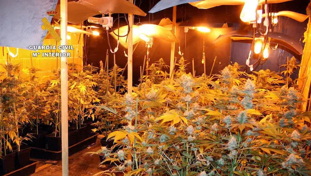 Imagen de la plantaci&oacute;n de marihuana intervenida en Rubalcaba