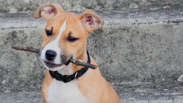 El animal presentaba heridas en el cuello | Foto- Wikipedia