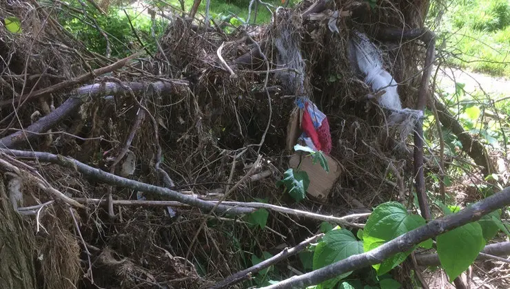 Cauces del r&iacute;o
