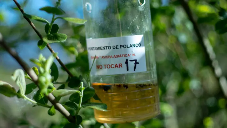 EuropaPress_2312227_Trampa_de_avispa_asi&aacute;tica