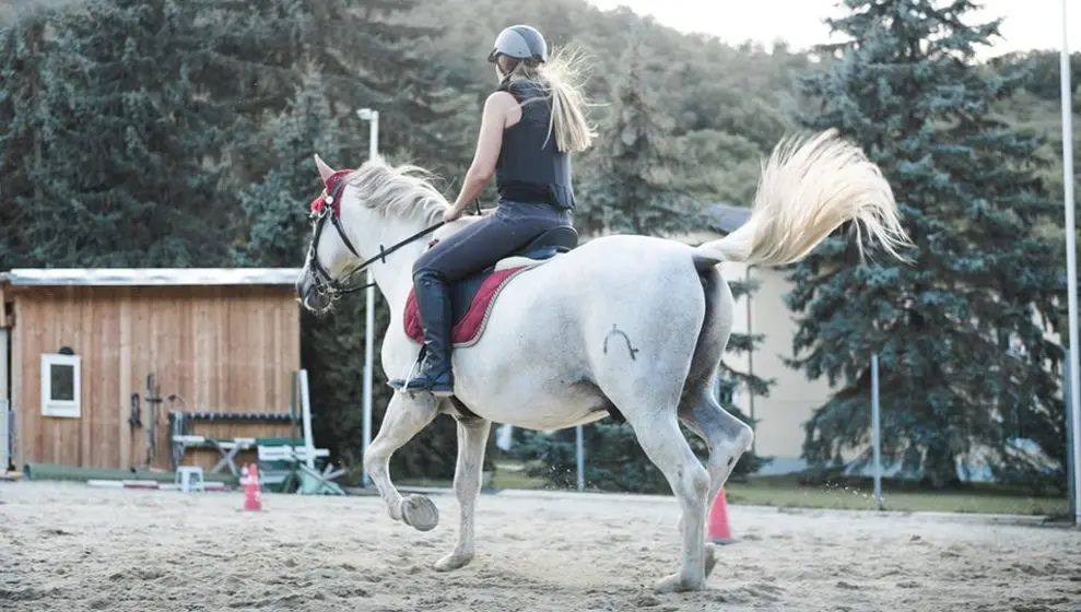 Para montar sobre un caballo se requiere del equipamiento necesario para asegurar la comodidad