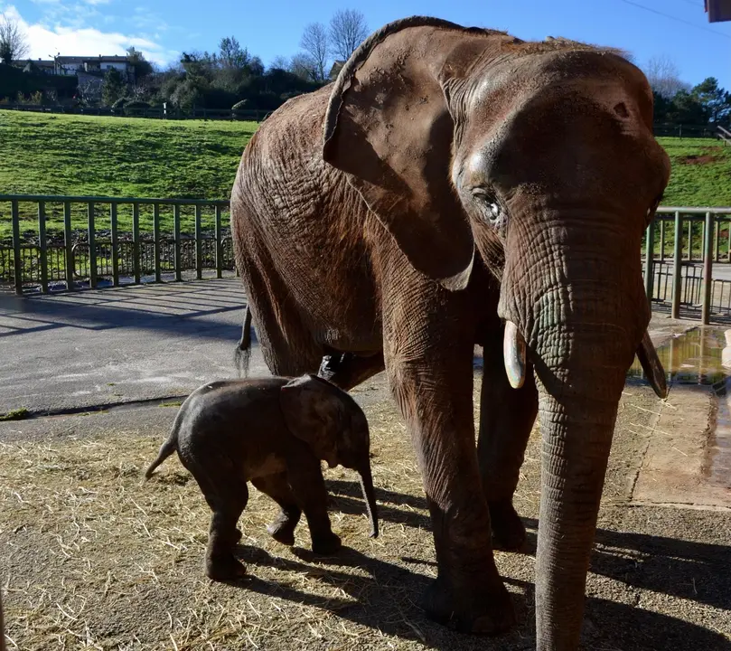 Nueva cr&iacute;a de elefante africano nacida en Cab&aacute;rceno