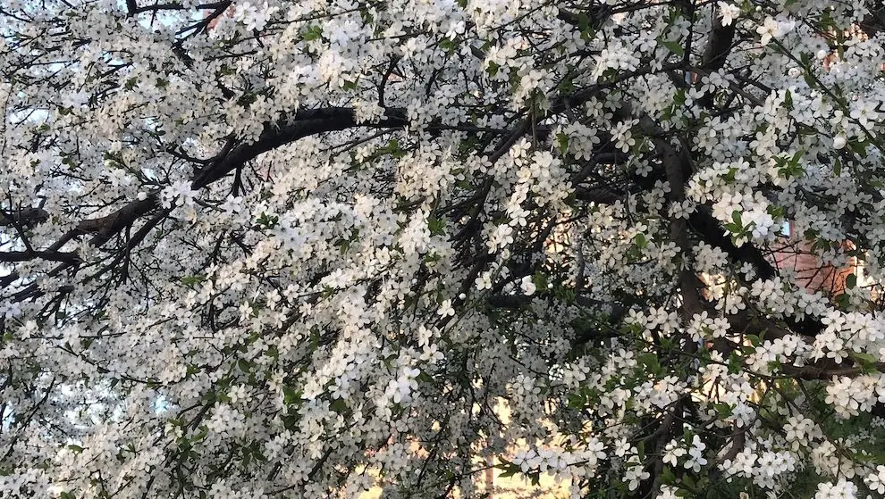 La primavera comienza
