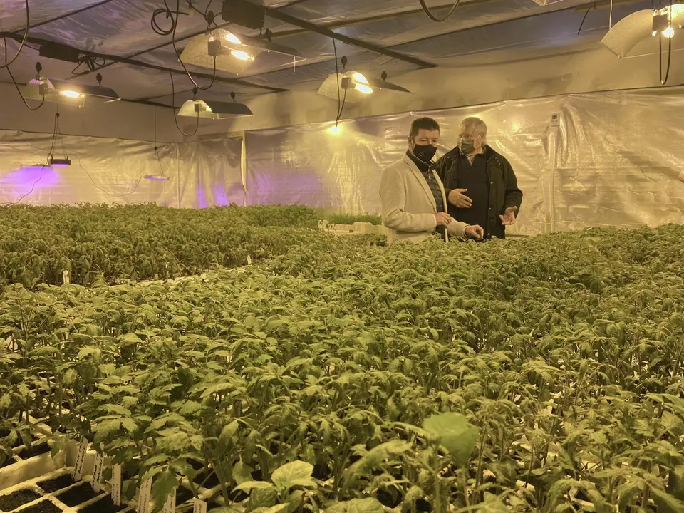 Plantas de tomate cultivadas en La Lechera 