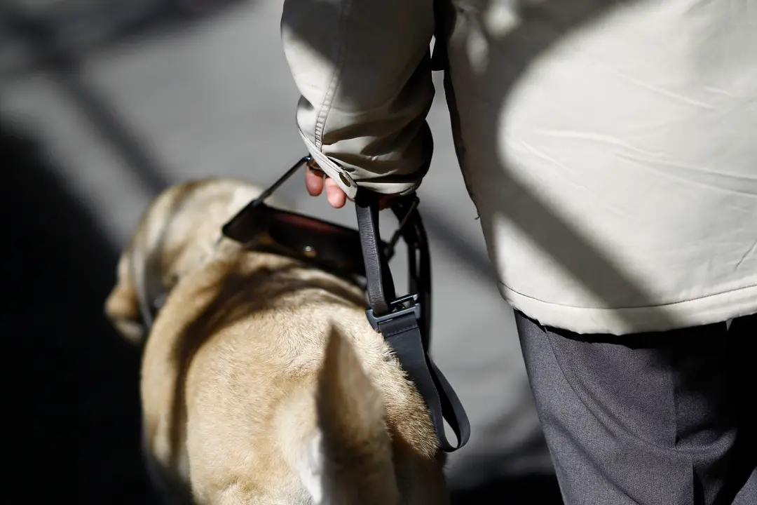 La ONCE ha entregado cuatro perros guía en Cantabria