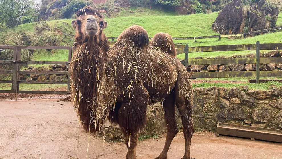 Un camello bactriano llega al Parque de Cabárceno