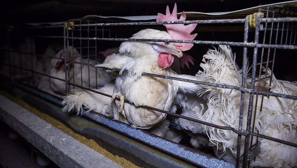 La UE quiere acabar con la cría de animales en jaulas