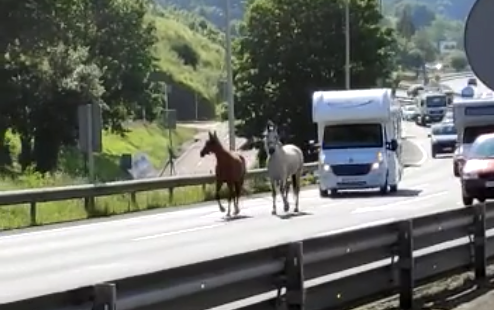 Dos caballos por la A-8 | Imagen del vídeo publicado por El Correo