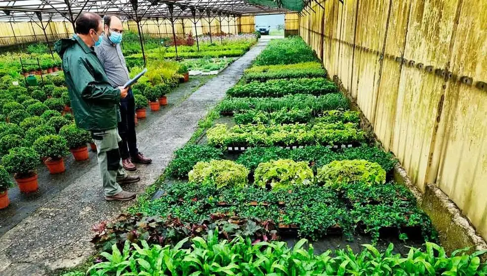 Plantas que formarán el jardín vertical junto al Teatro Concha Espina