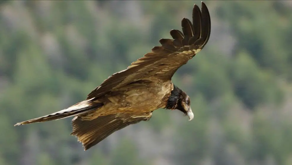 Ejemplar de quebrantahuesos | Foto de archivo