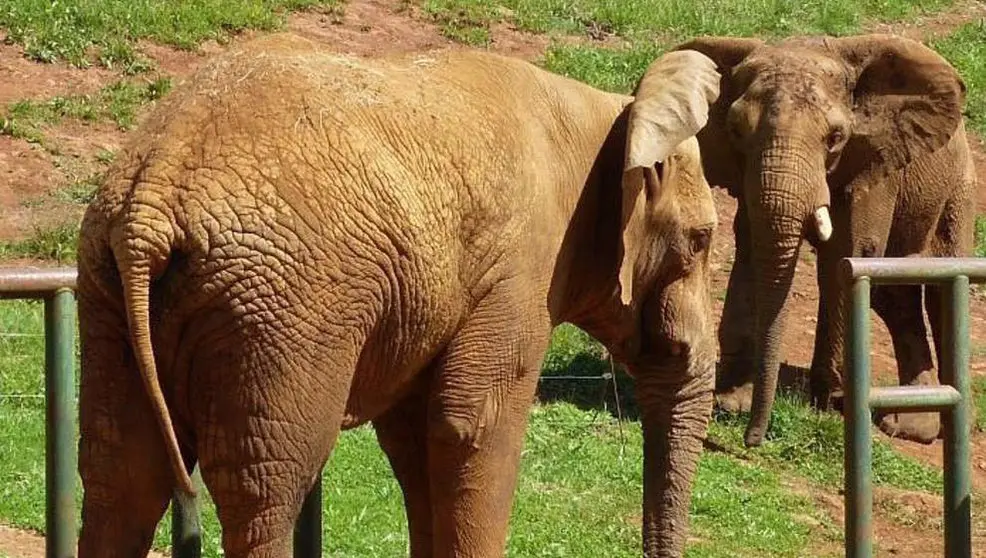 Elefantes en Cabárceno