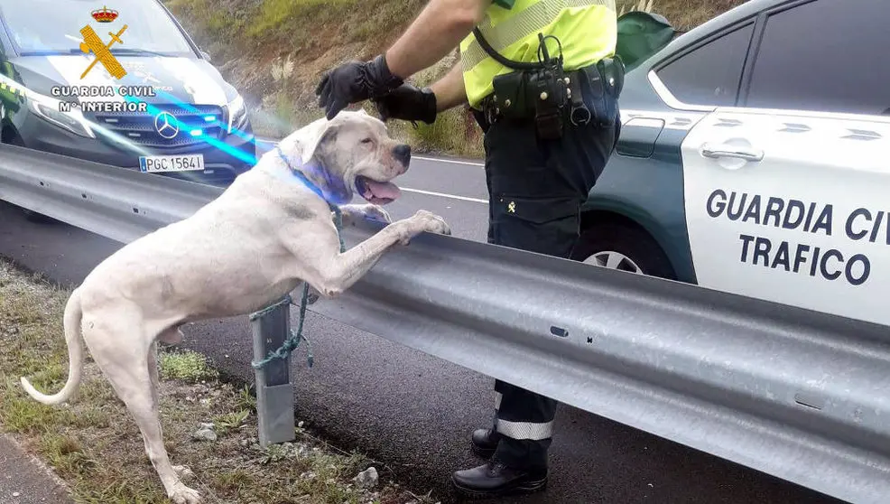 El 'dogo argentino' capturado en Pomaluengo