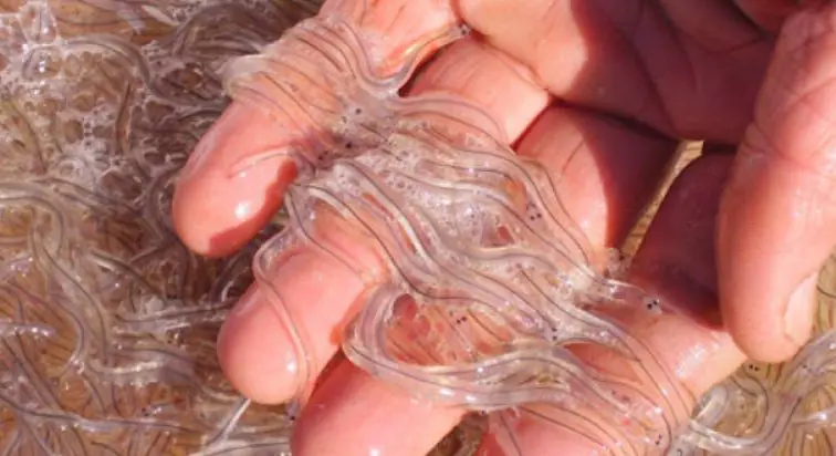 Las angulas se pescan de noche y muchas veces en condiciones adversas