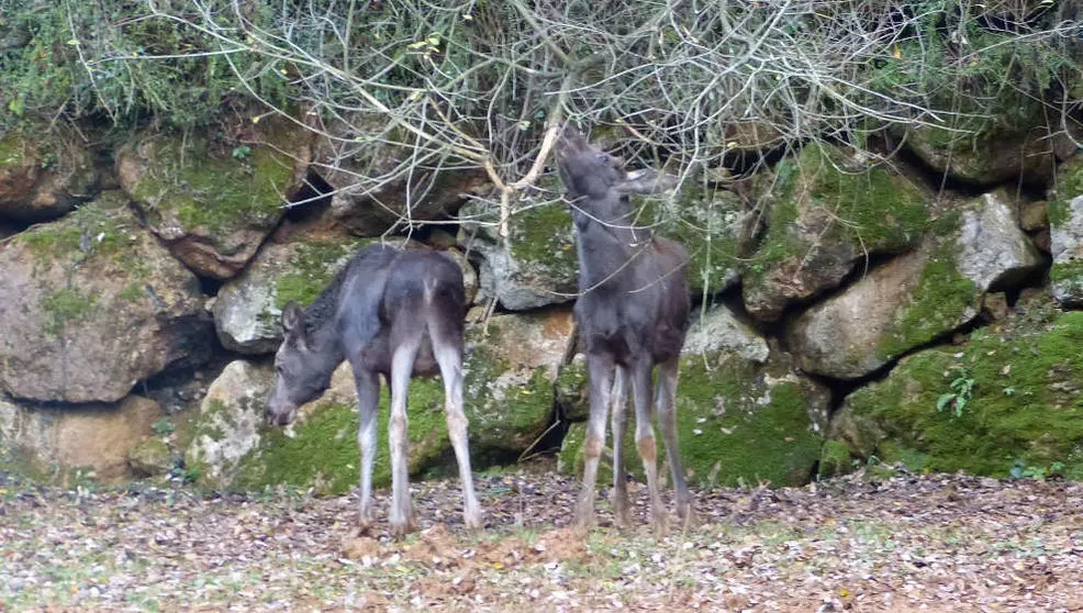 Alces jóvenes cedidos a Cabárceno
