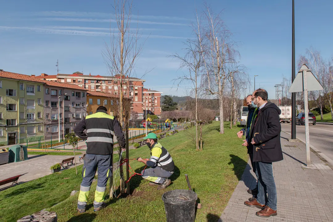 Plantaci&oacute;n de &aacute;rboles en Torrelavega