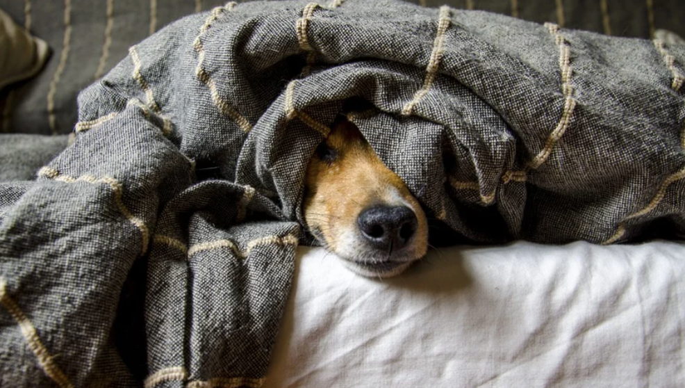 Esconderse es el objetivo de nuestros amigos y amigas cuando un ruido no les gusta | Foto- Pixabay