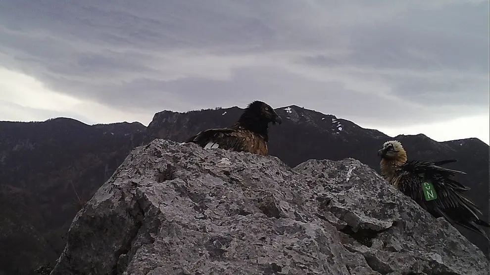 Quebrantahuesos en Picos de Europa