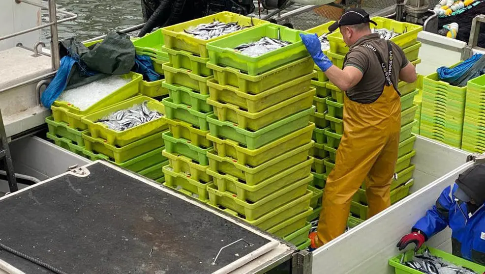 Parte de los bocartes descargados y subastados este martes en Santoña