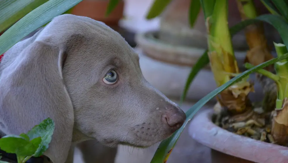 Debemos tener especial cuidado con los vegetales que metemos en nuestros hogares | Foto- Pixabay