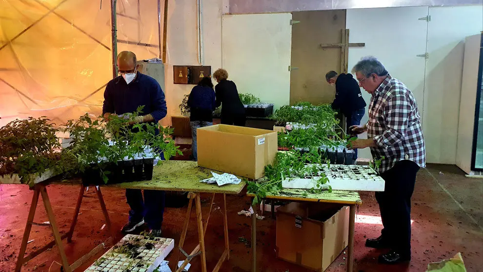 Reparto de plantas de tomate en La Lechera