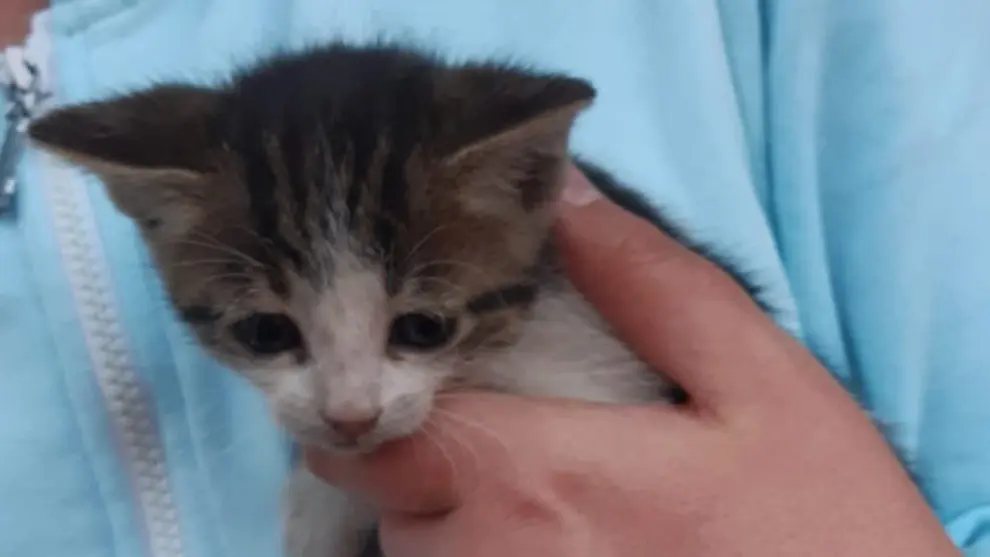 Cachorro de gato rescatado