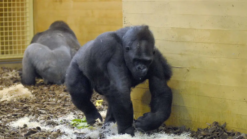Gorilas del Parque de la Naturaleza de Cabárceno