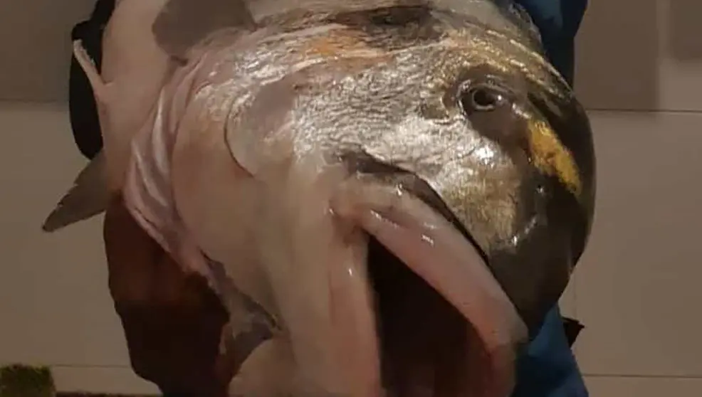Dorada capturada en Santoña