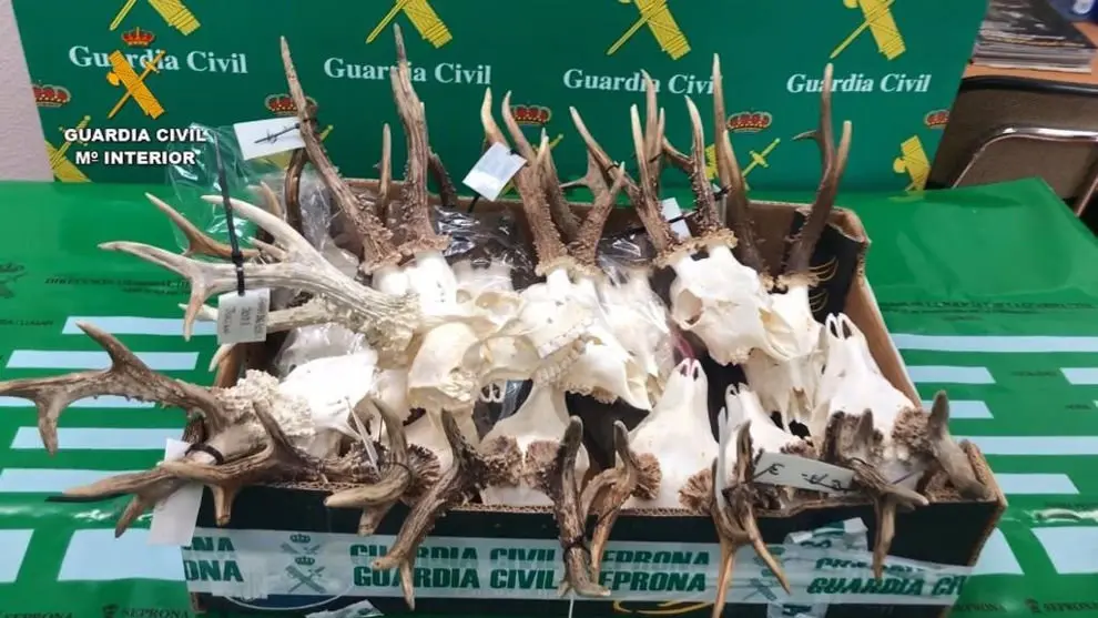 Piezas incautadas en la operación