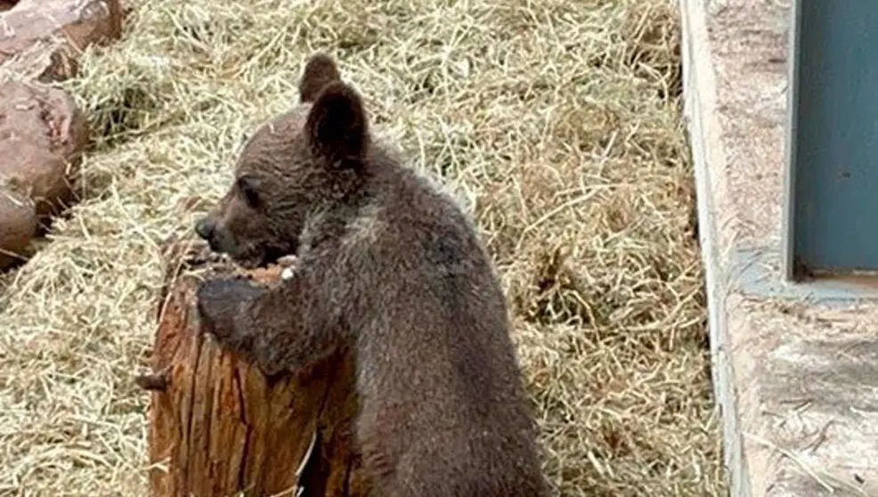 Osezno recuperado en León