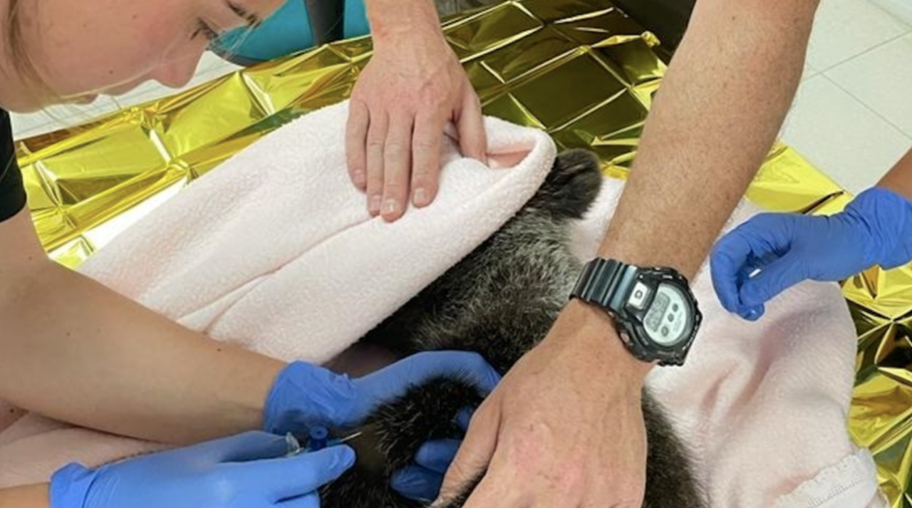 Una veterinaria junto al osezno