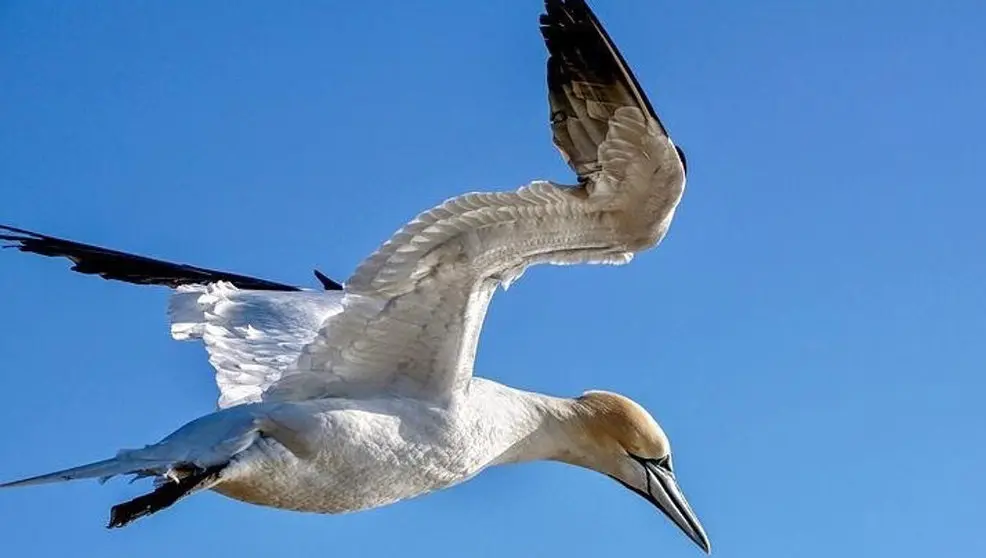 Ejemplar de alcatraz