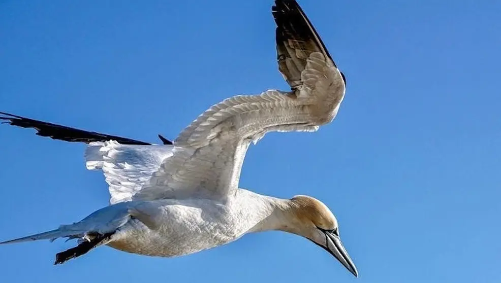 Un ejemplar de Alcatraz