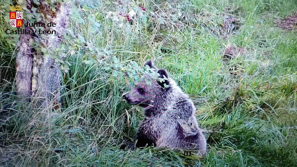 El osezno Martín trasladado a León