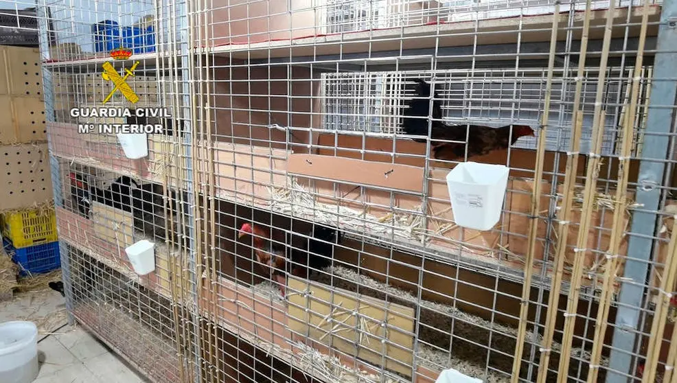 Detenido por cortar crestas a los gallos de pelea | Foto- Guardia Civil