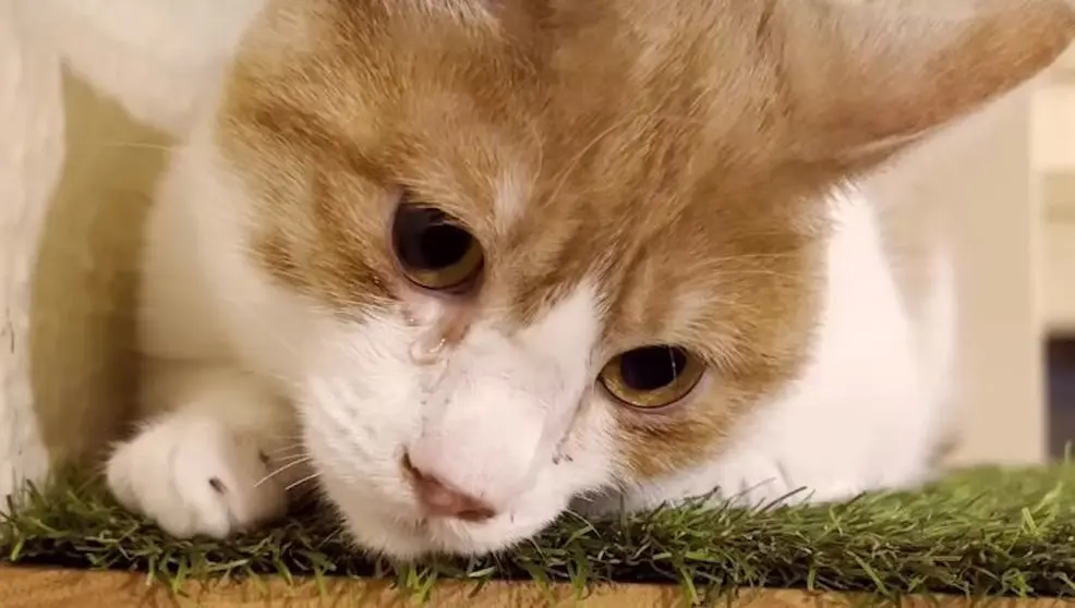 Una cafetería pionera en Cantabria | Foto- Instagram