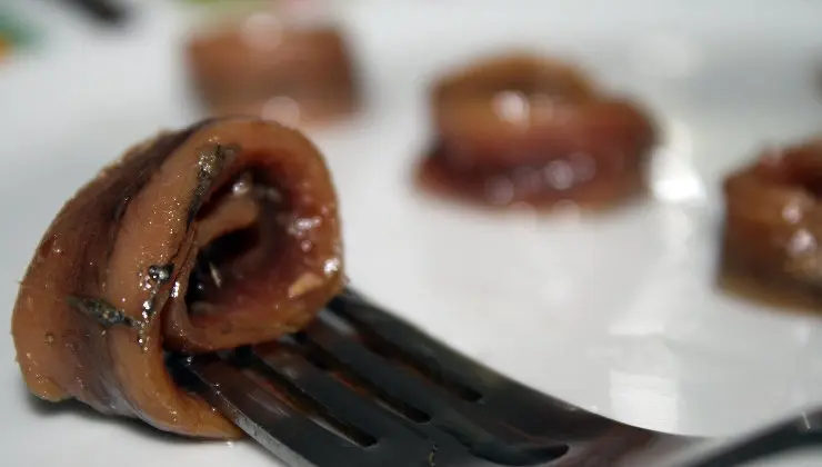 Anchoa del cantábrico