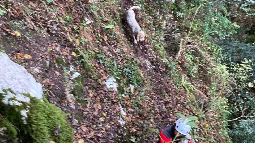 Rescate del perro de caza